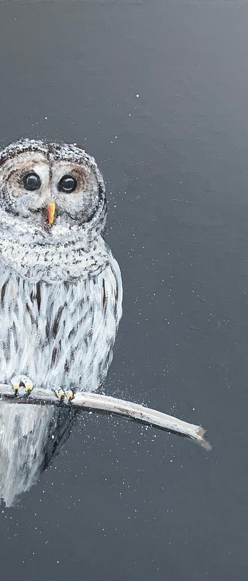 Tawny Owl At Night by Laure Bury