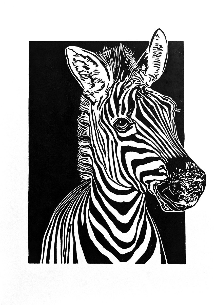 Zebra by Bob Cooper