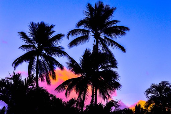 Tropical Palms, Barbados