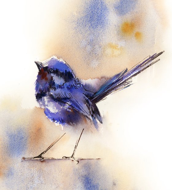 Fairy Wren Bird