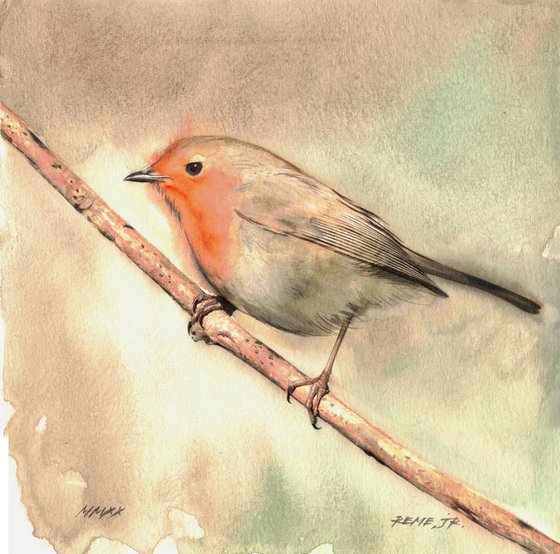 Red Robin - BIRD CVIII