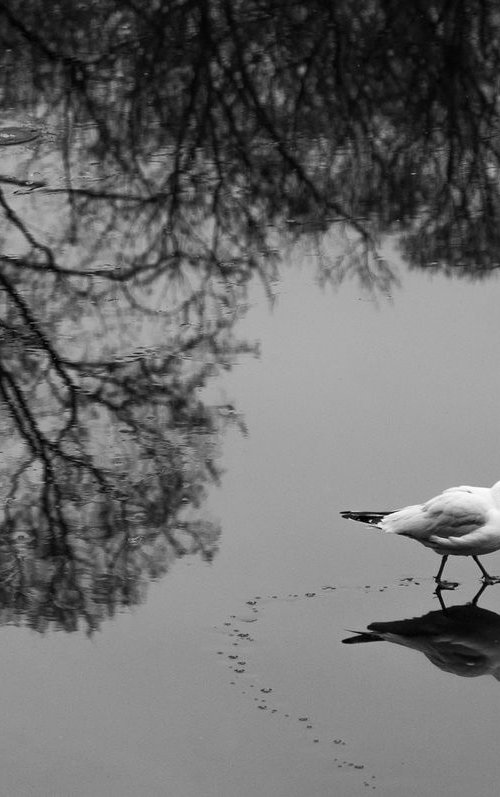 Walking on the water (from the "Birds" set) by Adam Mazek