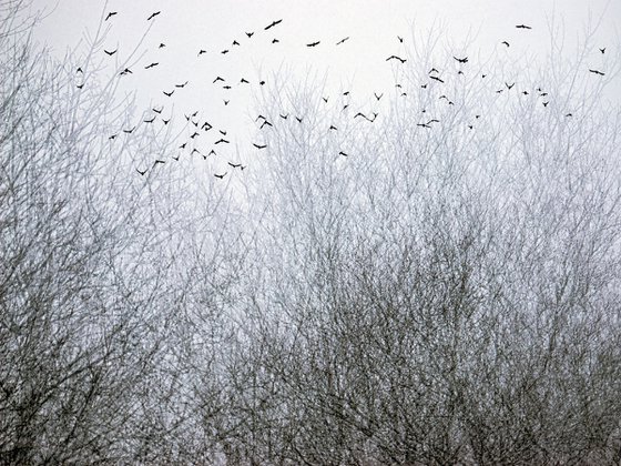 Midwinter #1 Limited Edition #5/25 Fine Art Photograph of Bare Winter Trees and Birds Flying