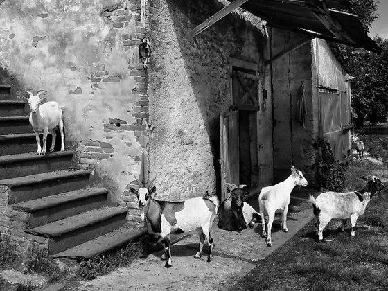 Goat House - Art Photo