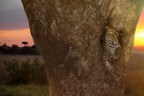 Leopard at sunset