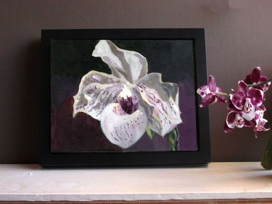 white ladyslipper orchid