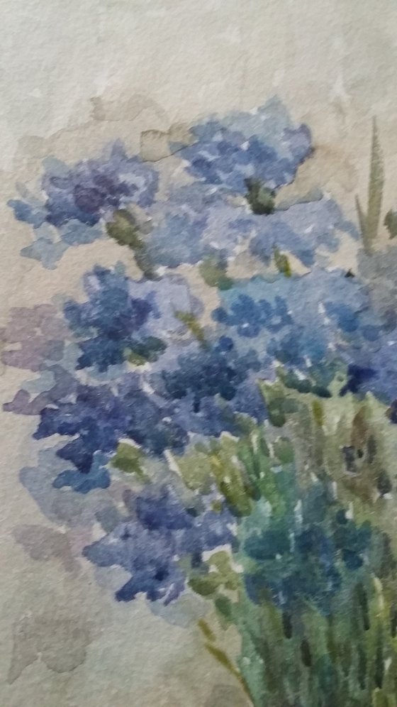 Cornflowers. Original watercolour painting.