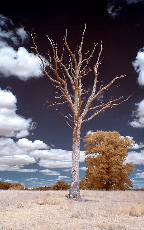 Dead Tree, Winters Copse, Bignor Estate. by Ed Watts
