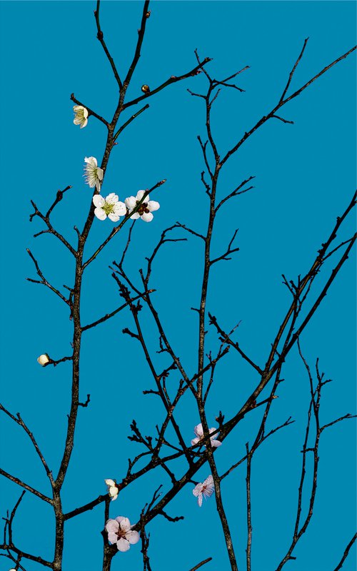 PALETTE#004-Plum, Cherry Blossoms- by Keiichiro Muramatsu
