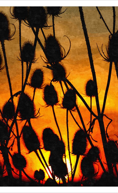 Thistle Sunset by David Lacey