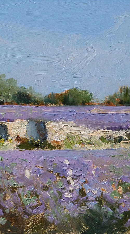 Old Stone Wall in a Lavender Field by Pascal Giroud