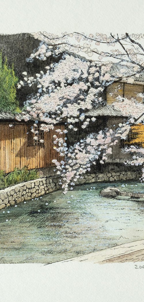 Cherry Blossoms at Shirakawa in Gion, Kyoto by Masato Watanabe