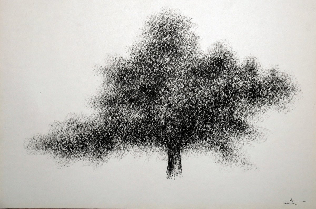 Dessin Au Fusain, Etude D'arbre Charcoal Drawing By Lionel Le Jeune 