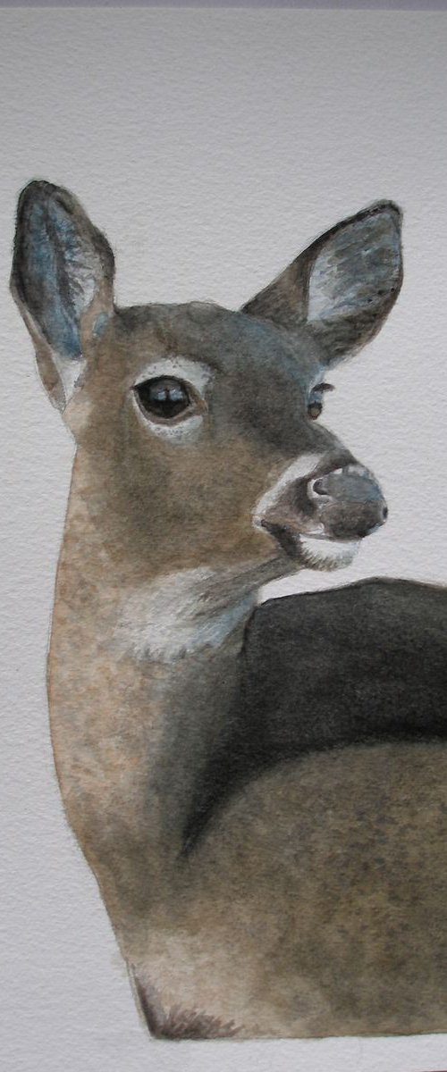 Whitetail Deer Watercolour by Kamila Lipman