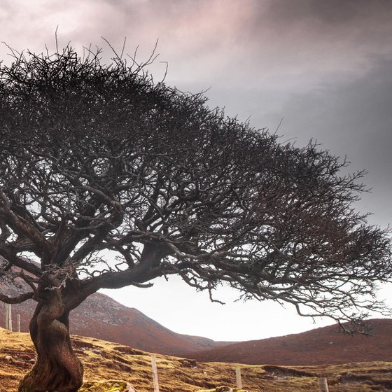 The One Tree, Isle of Skye
