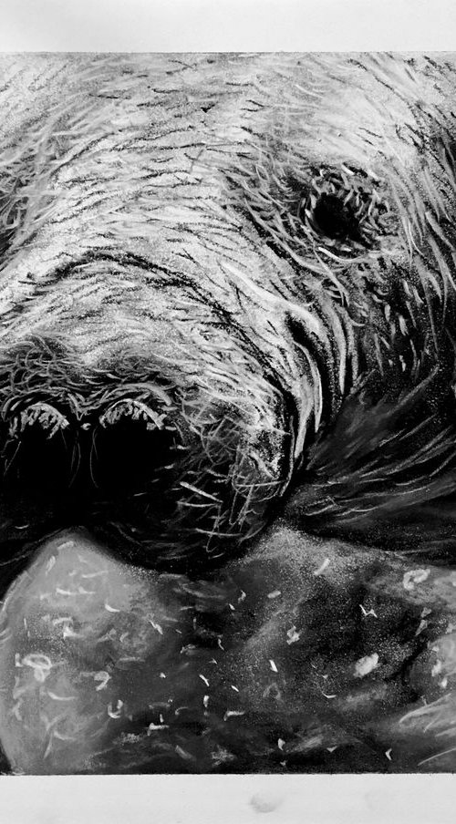 Manatee by Robbie Potter