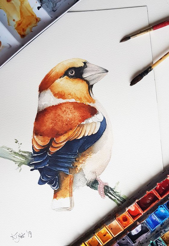 Hawfinch,  birds, wildlife watercolours
