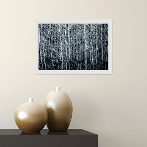 Silver Birches. Limited Edition 1/50 15x10 inch Photographic Print