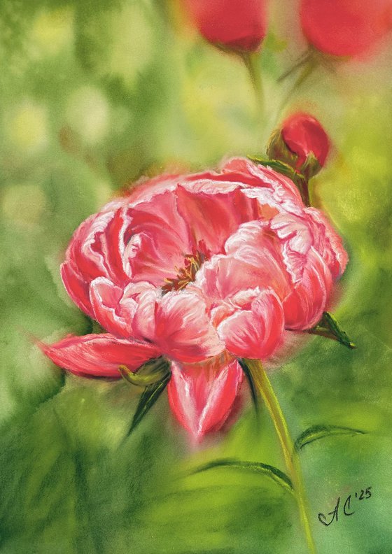 Floral: Coral Peony 1