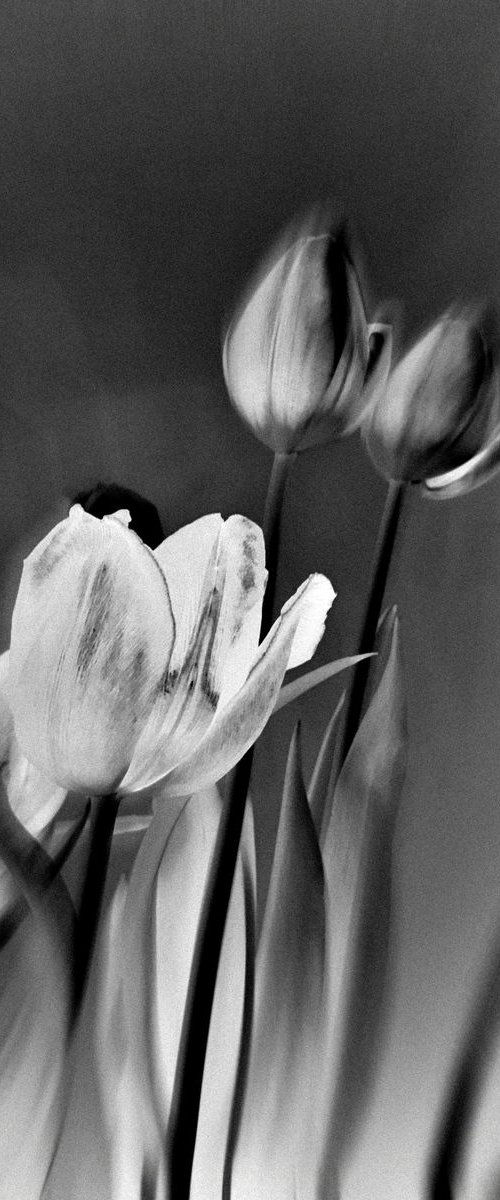 Tulips by Anna Bush