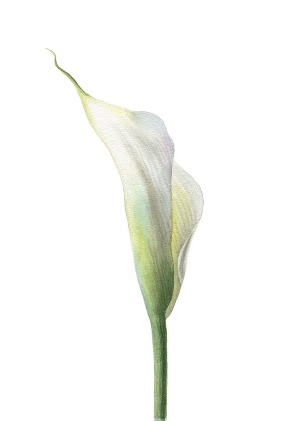 White Calla Lily 2