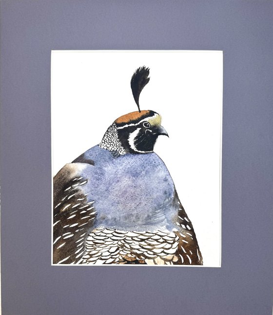Portrait California quail Male
