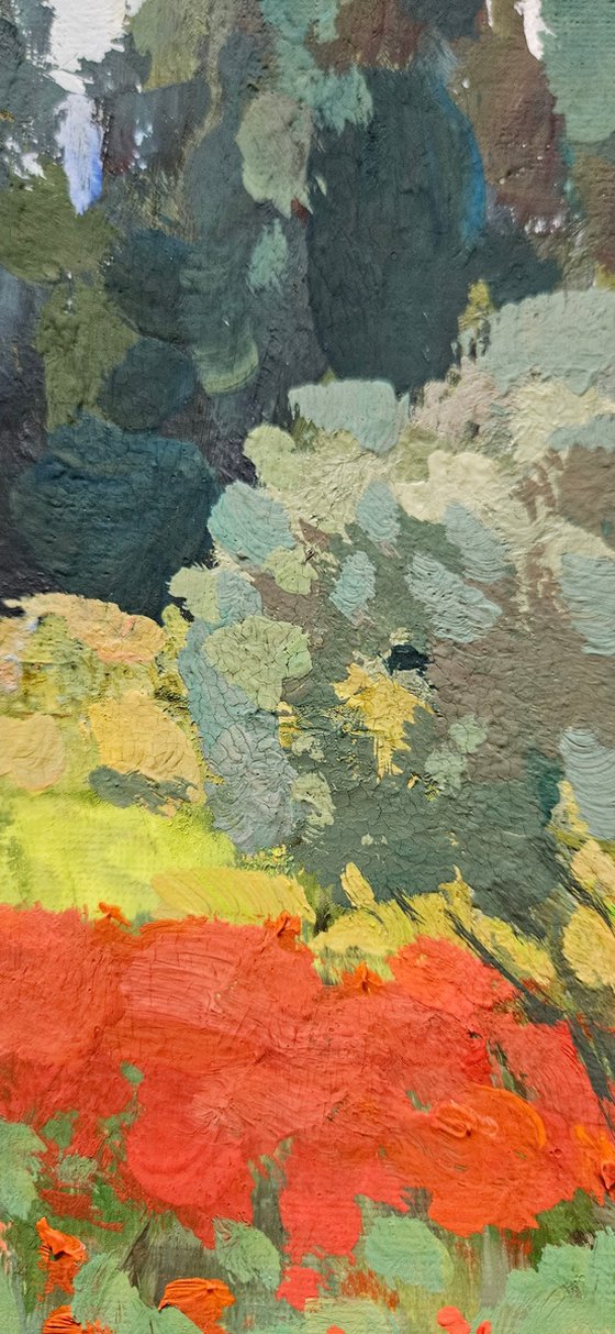 Olive Trees and Poppy Bloom. Landscape