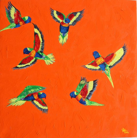 Rainbow Lorikeets in Flight