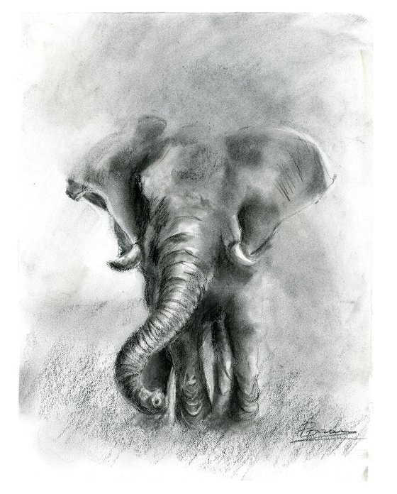 Elephant - Charcoal drawing