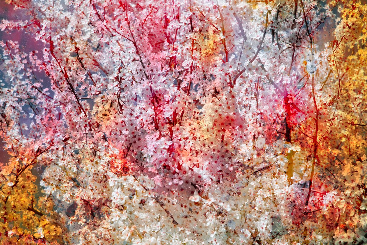 Impressionistic Botanical Photograph By Viet Ha Tran, 24 X 16", The Joy Of Spring, Original Artwork