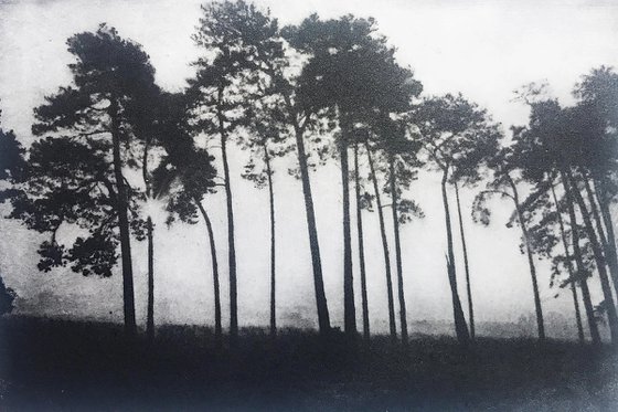 Suffolk Pines
