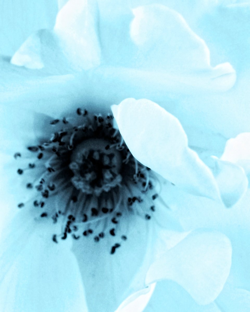 Impressionistic Botanical Photograph By William Dey, 18 X 22", A Lighter Shade Of Pale, Original Artwork