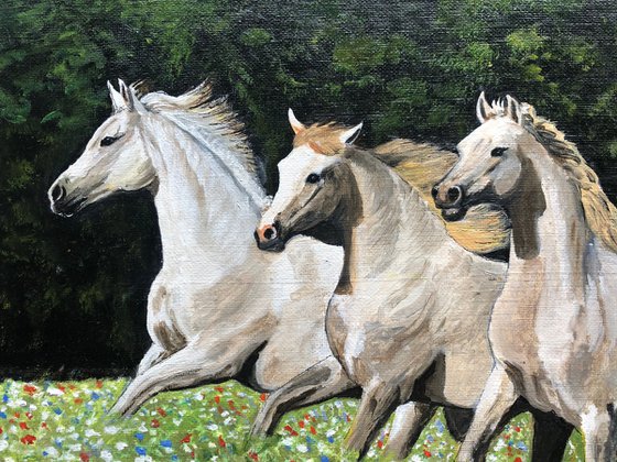 WHITE HORSES IN MEADOW