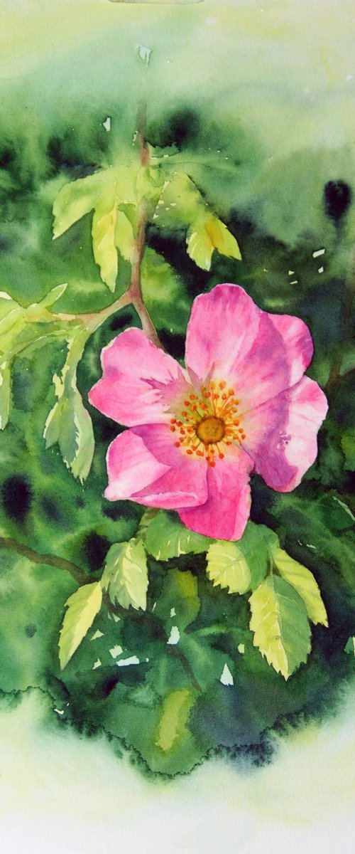 Pink Wild Rose by Olga Beliaeva Watercolour