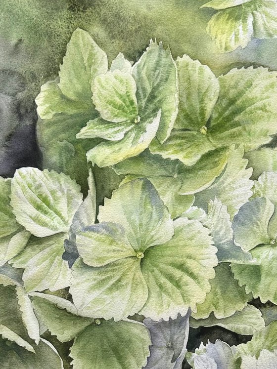 Green hydrangeas