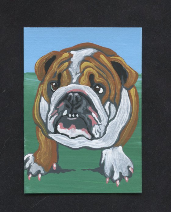 ACEO ATC Original Miniature Painting English Bulldog Pet Dog Art-Carla Smale