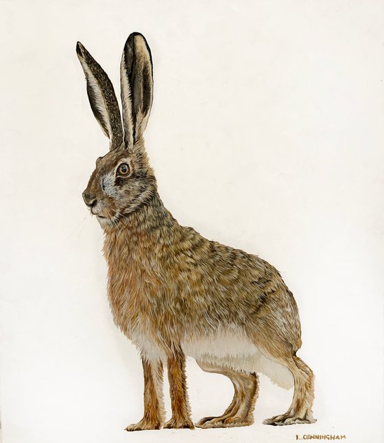 Hare 4