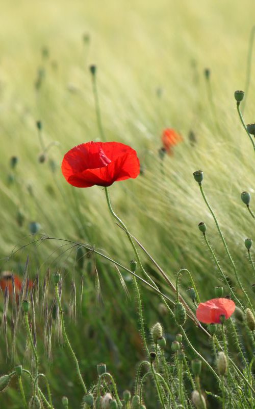 Poppy in the wind by Sonja  Čvorović