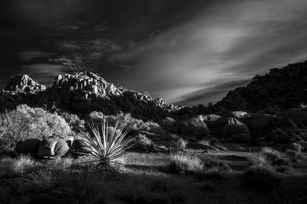 Mojave Morning by Mark Hannah