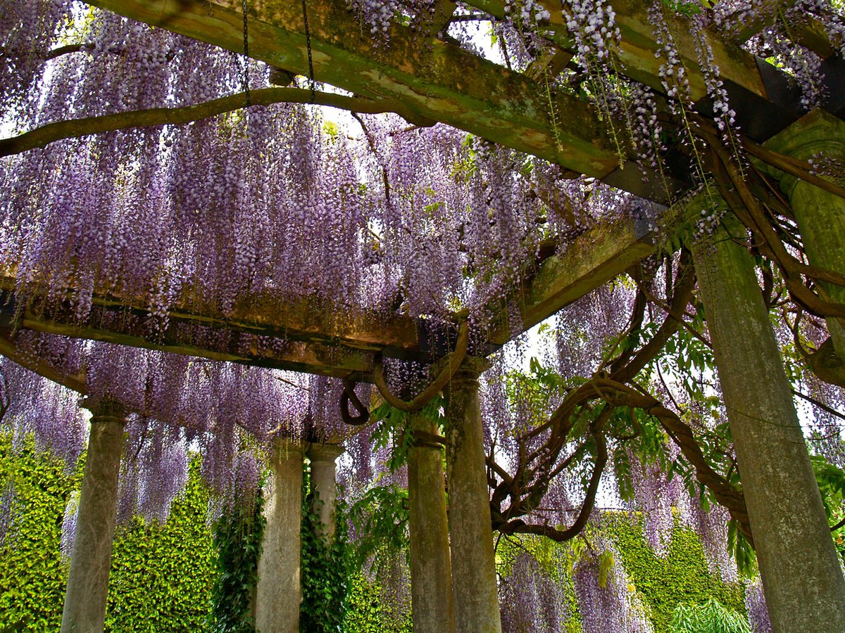 Photorealistic Photograph , Wisteria Pergola By Alex Cassels, 24 X 19, Artwork For Sale On Artfinder