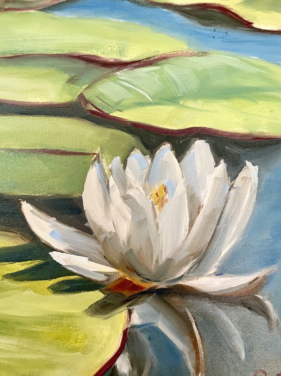 Water Lilies