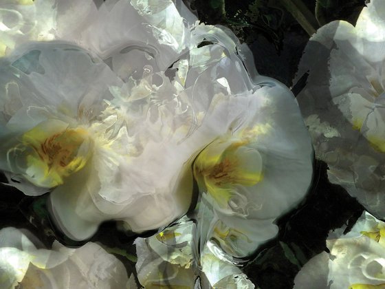Orquídeas