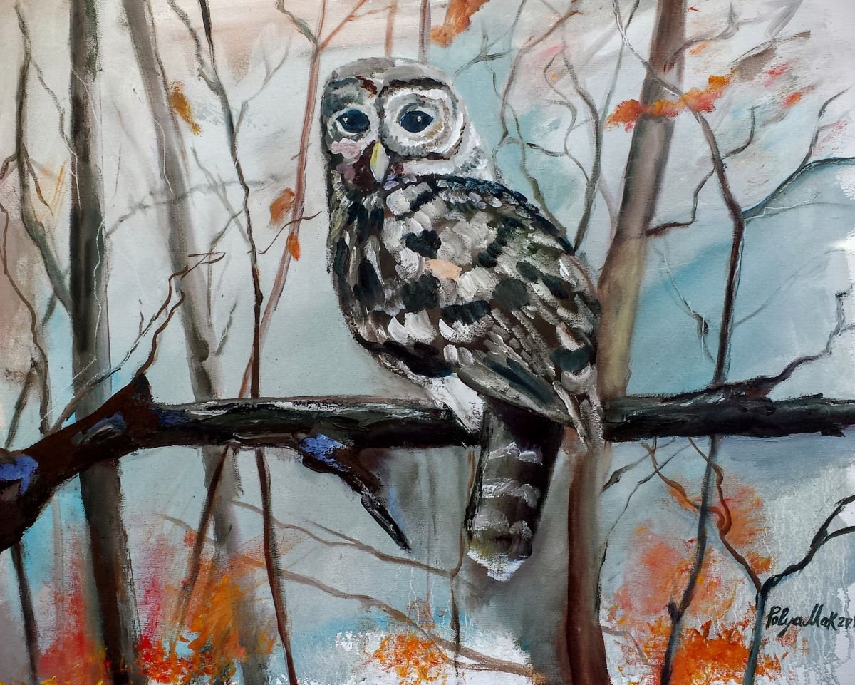 Barred Owl by Polina Morgan
