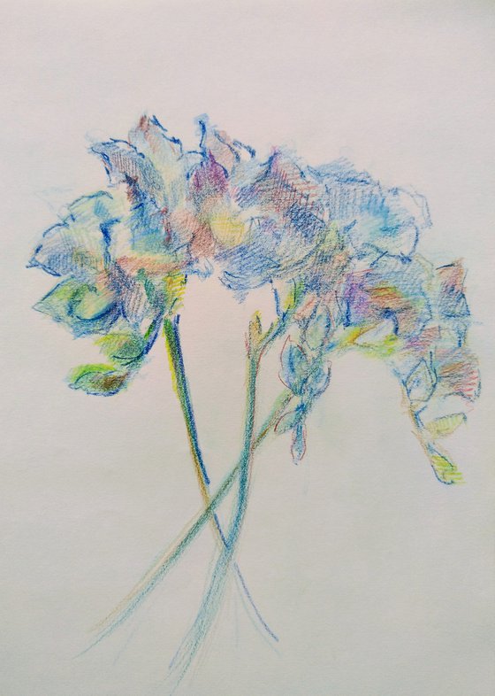 Freesias #6. Original pencil drawing.