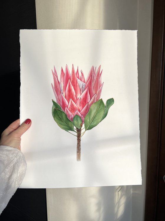 Protea. Original watercolour illustration