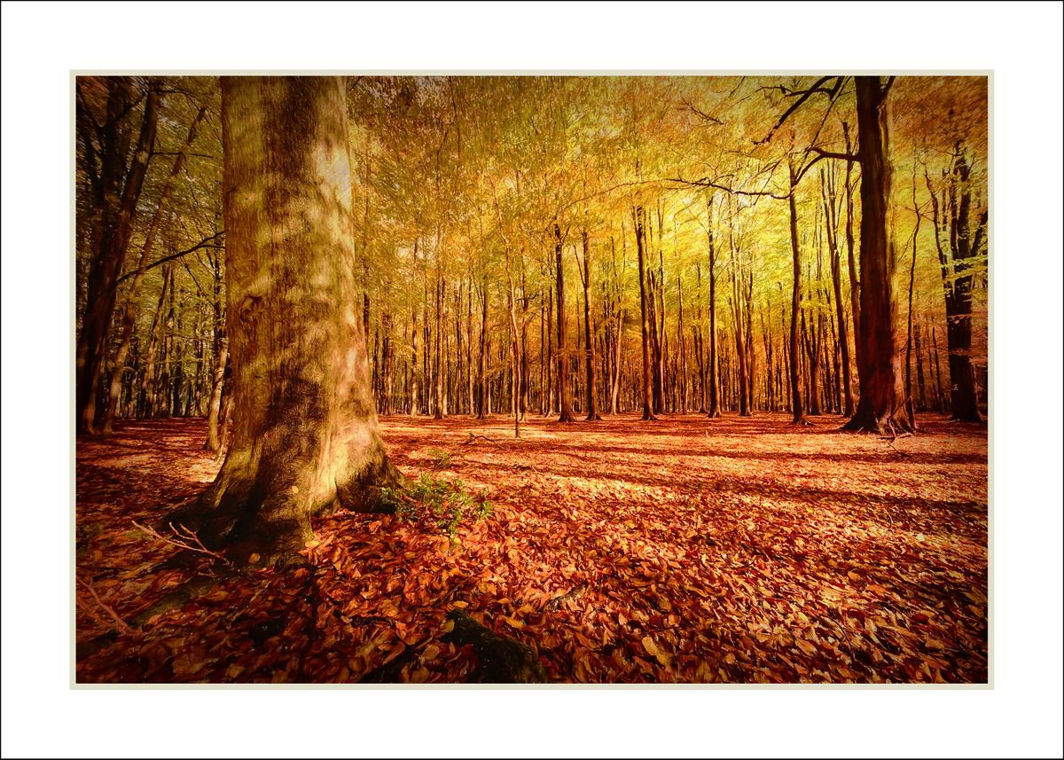 Autumn Woodland... by Martin  Fry