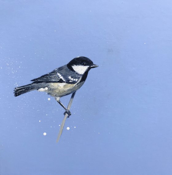 Coal Tit ~ on Powder Blue