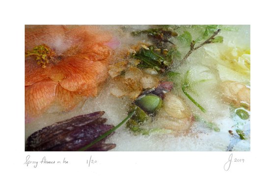 Spring Flowers in Ice