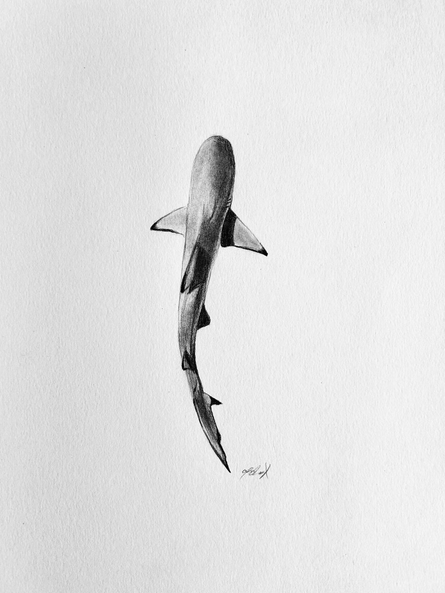 Photorealistic Animal Pencil Drawing By Amelia Taylor, 8 X 12, Black Tip Reef Shark, Original Artwork