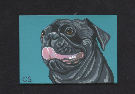 ACEO ATC Original Miniature Painting Black Pug Pet Dog Art-Carla Smale